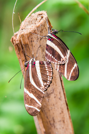 Heliconius charitoniusの写真素材
