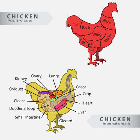 BBasic chicken internal organs and cuts chart vectorのイラスト素材