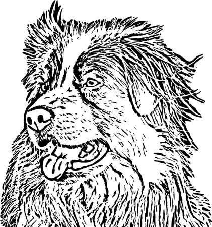 Australian shepherd vectorのイラスト素材