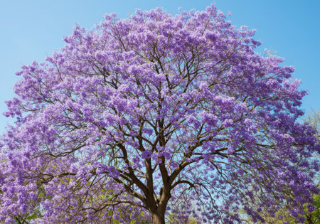 A magnificent Jacaranda tree showcases its abundant purple blossoms against a bright, cloudless blue sky, creating a stunning display of natural beauty and color.の素材