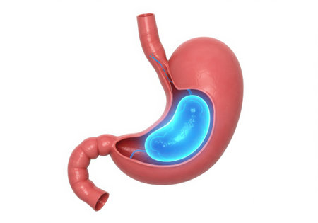 A realistic 3D illustration of the human stomach, showing its internal structure with a glowing blue area, isolated on a white background.の素材