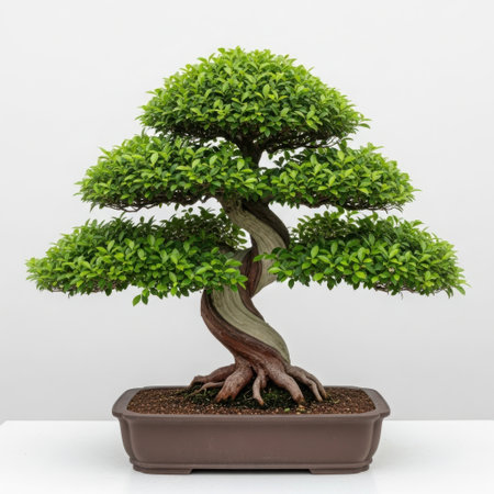 A meticulously shaped bonsai tree with a thick, gnarled trunk and a dense canopy of vibrant green leaves, presented in a rectangular pot.の素材