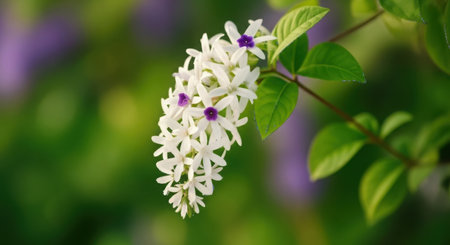 A cascading cluster of small, white flowers with tiny purple centers, set against a soft, blurred green and purple background.の素材