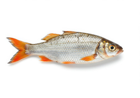 A single, detailed image of a small, silvery fish with vibrant orange fins and tail, isolated on a clean white backdrop.の素材