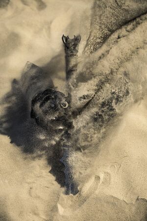 Accessories of a knight isolated on the sand during the day. Conceptual image. Sand is spreading.の写真素材
