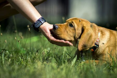 Fox red labrador retriever lying in green grass.の写真素材