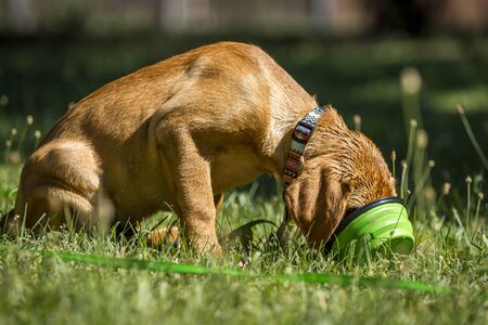Fox red labrador retriever lying in green grass.の写真素材