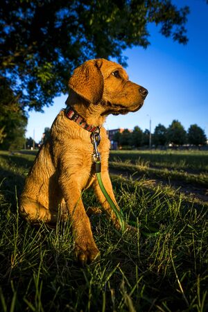 Fox red labrador retriever sitting in green grass.の写真素材