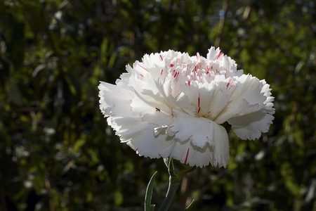 nice colorful carnationの写真素材