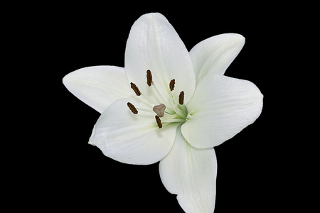 white lily close upの写真素材