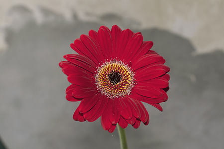 Very nice red gerber close up in the sunshineの写真素材