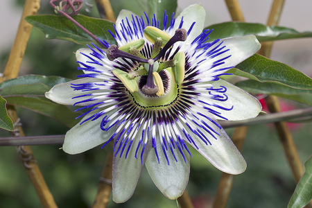 beautiful passiflora close upの写真素材