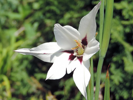 beautiful white summer flowerの写真素材