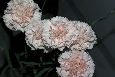 very pretty pink carnations close upの写真素材