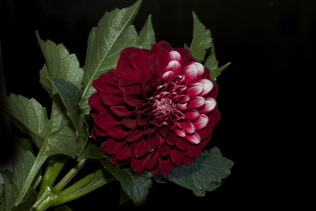 nice colorful dahlia close upの写真素材