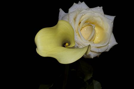 Beautiful yellow calla and roseの写真素材