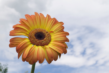 Pretty colorful gerberの写真素材