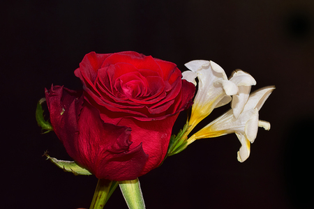red rose with white freesia in the sunshineの写真素材
