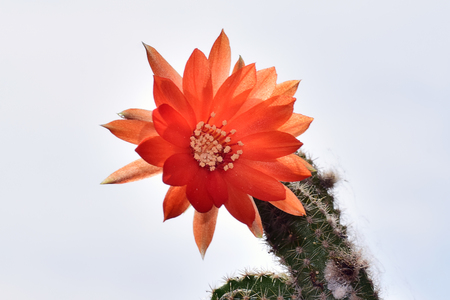 nice red cactus flower in the sunshineの写真素材