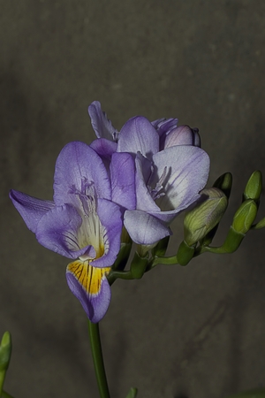 nice purple freesiaの写真素材