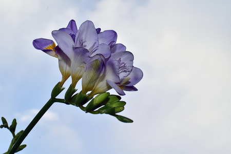 beautiful purple freesiaの写真素材