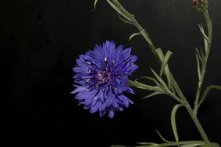 blue summer flowerの写真素材