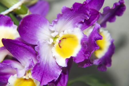 beautiful purple orchidの写真素材