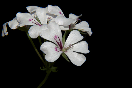 nice white summer flowers in my gardenの写真素材
