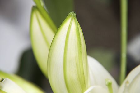 Nice white lily budの写真素材