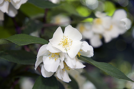 white summer flowersの写真素材