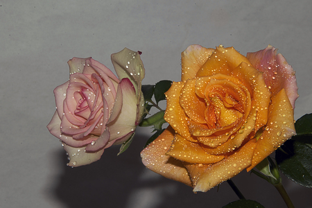 beautiful rose in the sunshineの写真素材