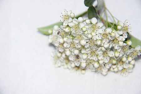 pretty white small flowersの写真素材