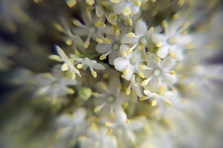 nice white small flowers close upの写真素材