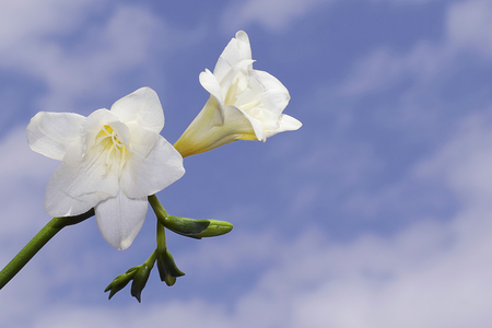 nice white freesia in the sunshineの写真素材