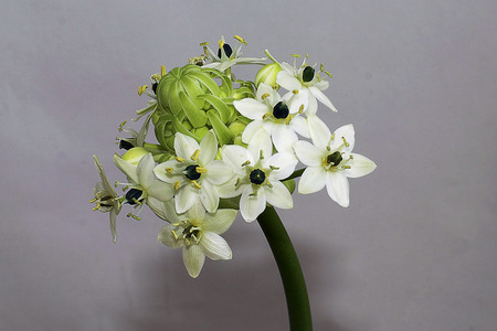 nice white summer flowers close upの写真素材