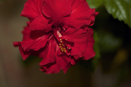 beautiful red hibiscus close upの写真素材