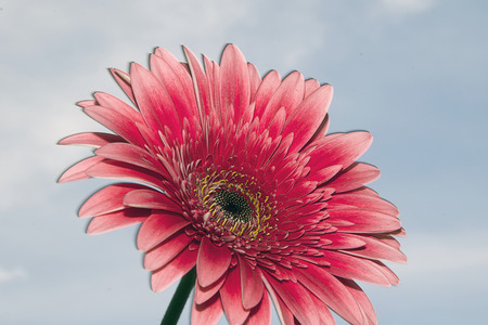 nice pink gerber close upの写真素材