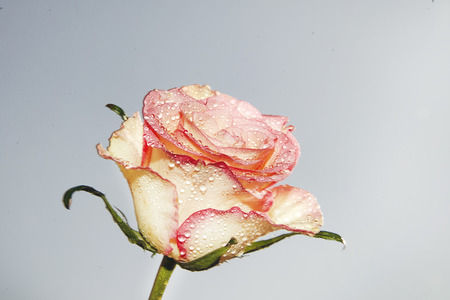 very pretty colorful roseの写真素材