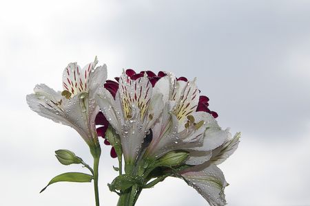 multicolor flowers in the sunshineの写真素材