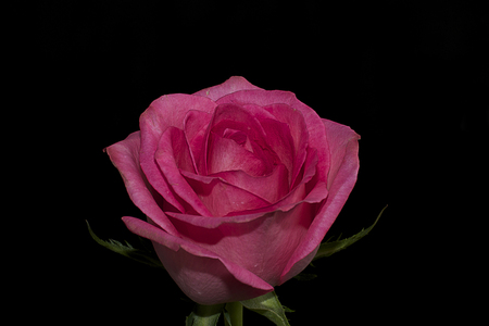 beautiful rose close up in the sunshineの写真素材