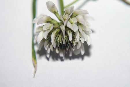 nice small white weed close upの写真素材