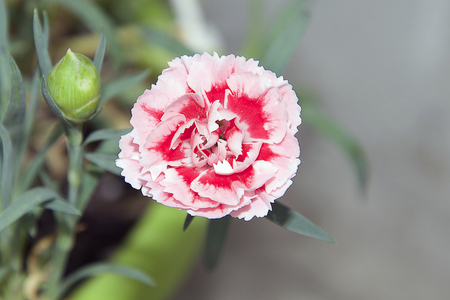 colorful carnation in my gardenの写真素材