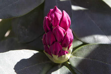very pretty purple rododendron bud in my gardenの写真素材