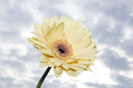 very nice gerbera in the sunshineの写真素材