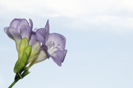 beautiful purple freesia in the sunshineの写真素材