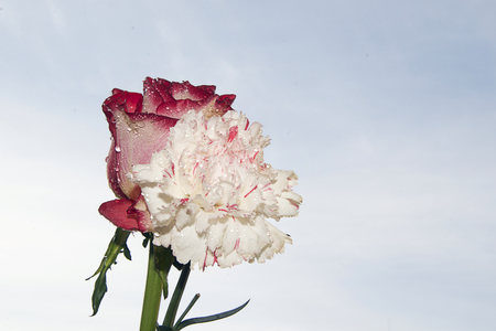 nice rose with thw carnations in the sunshineの写真素材