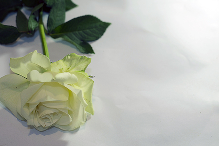 Beautiful rose on the white backgroundの写真素材