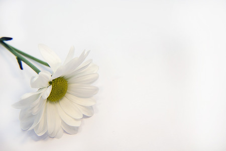 Small white flower on the white backgroundの写真素材