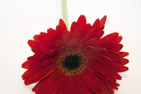 nice red gerber on the white backgroundの写真素材