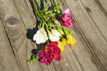 nice multicolor freesias close upの写真素材